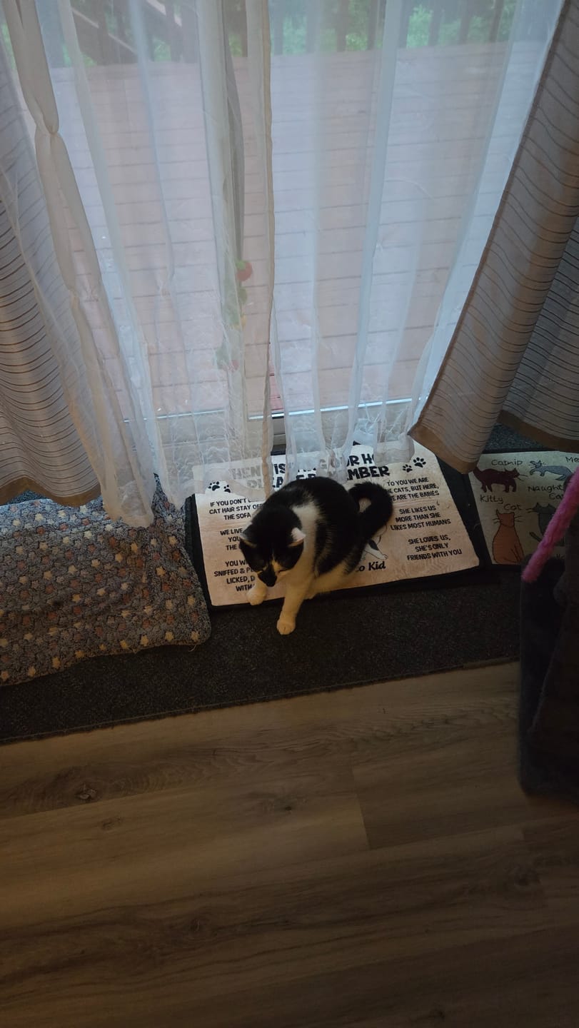 Customer photo review of Please Remember When Visiting Cats House Personalized Doormat