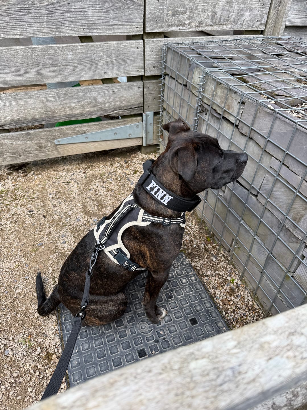 Customer photo review of 4cm Combat® Collar | Handle & Rated Clip - Black