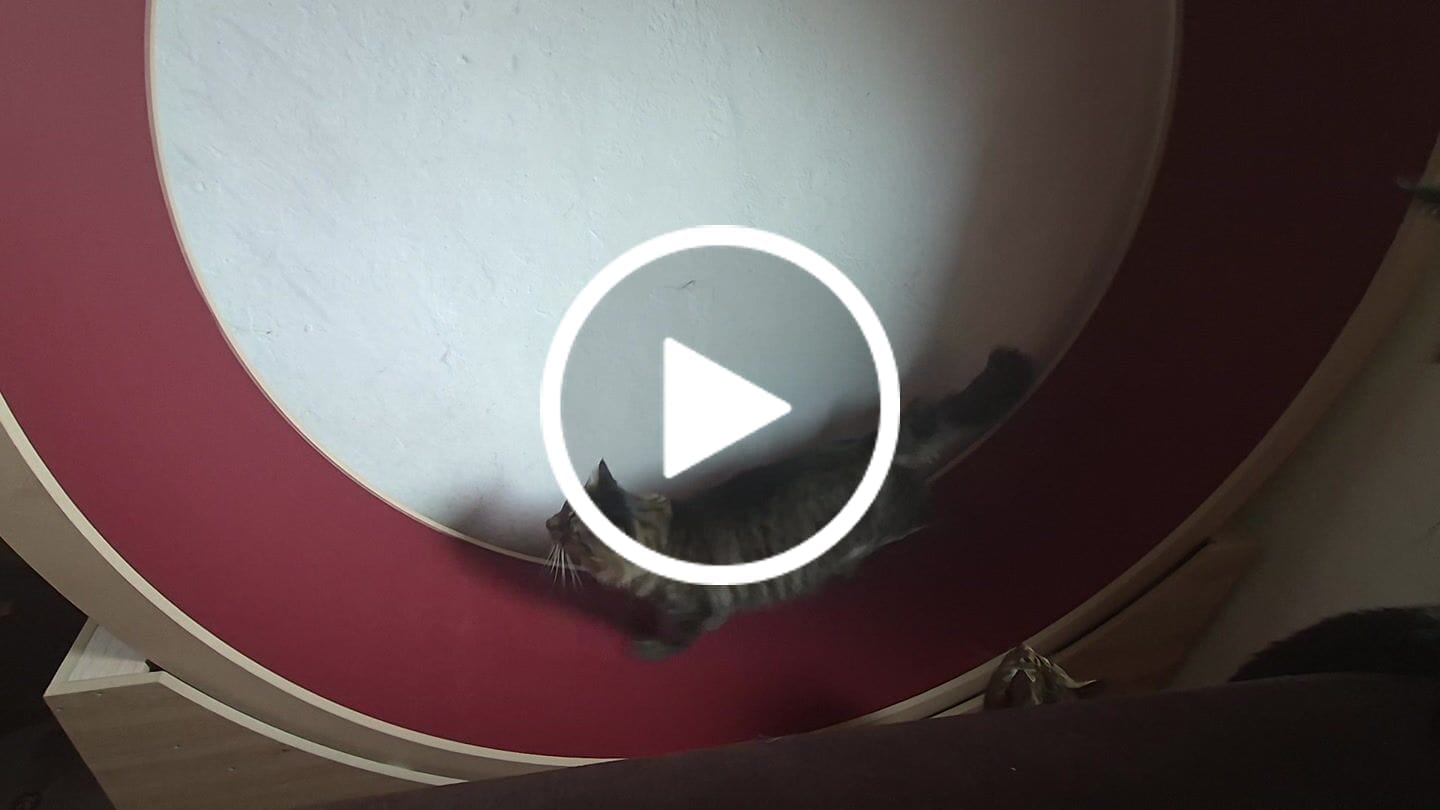 Customer video review of Elmato Katzenlaufrad Simba
