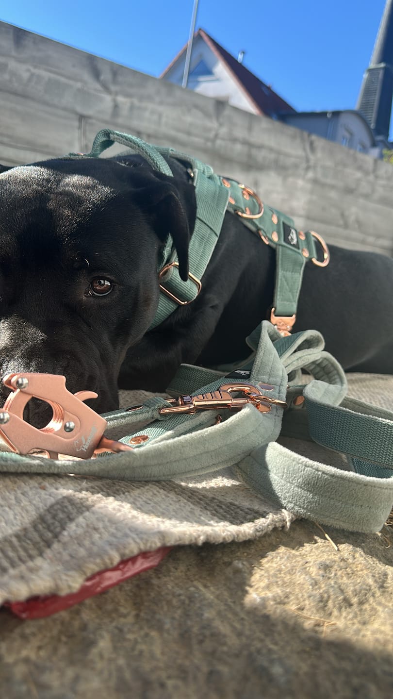 Customer photo review of Multi Guard Leash Rose Edition Pastel Green - Multi-väktarkoppel