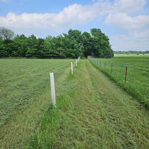 Customer photo review of Tree Pro Grow Tubes