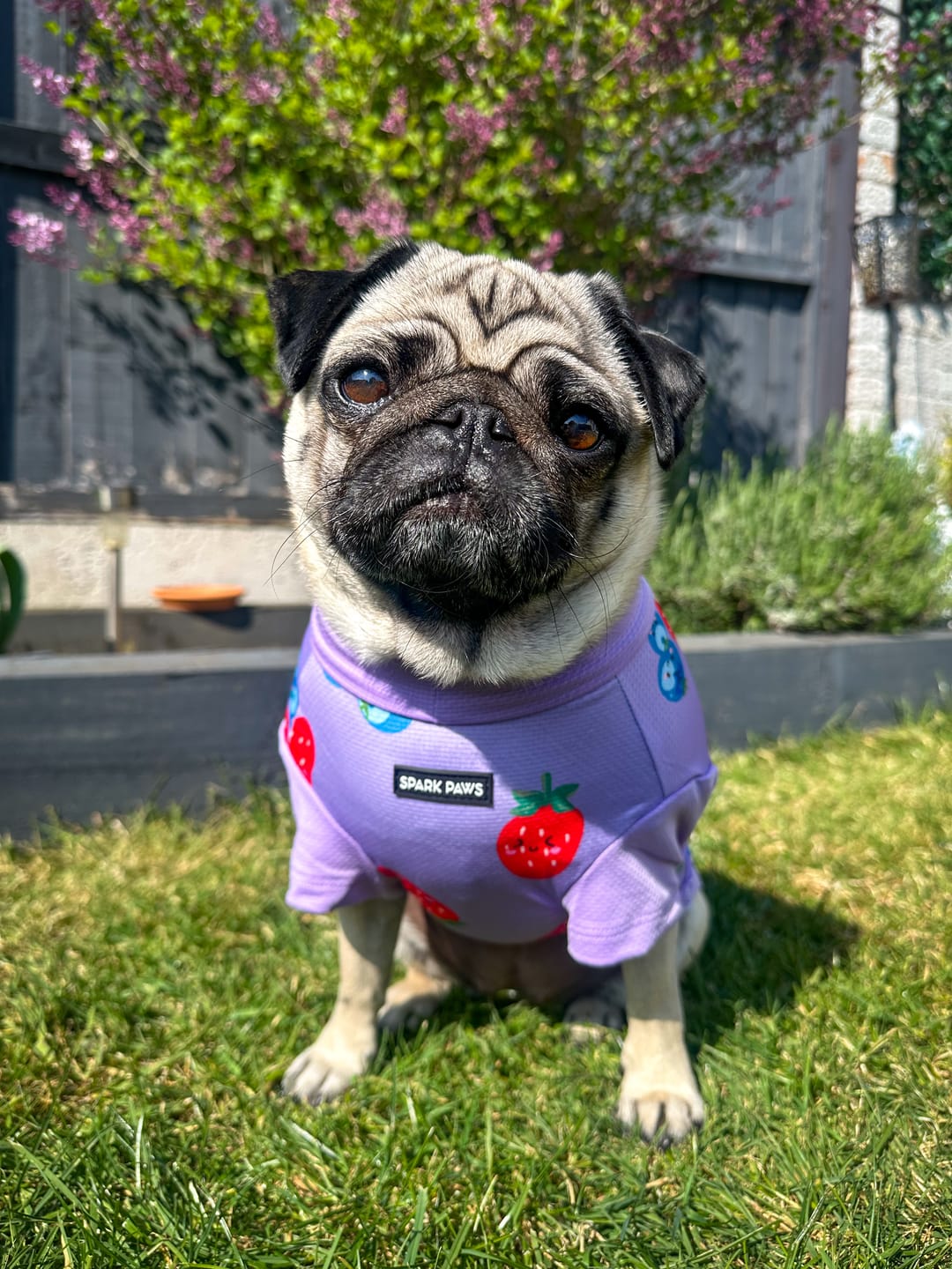 Customer photo review of Sunblock Dog T-Shirt - Berries