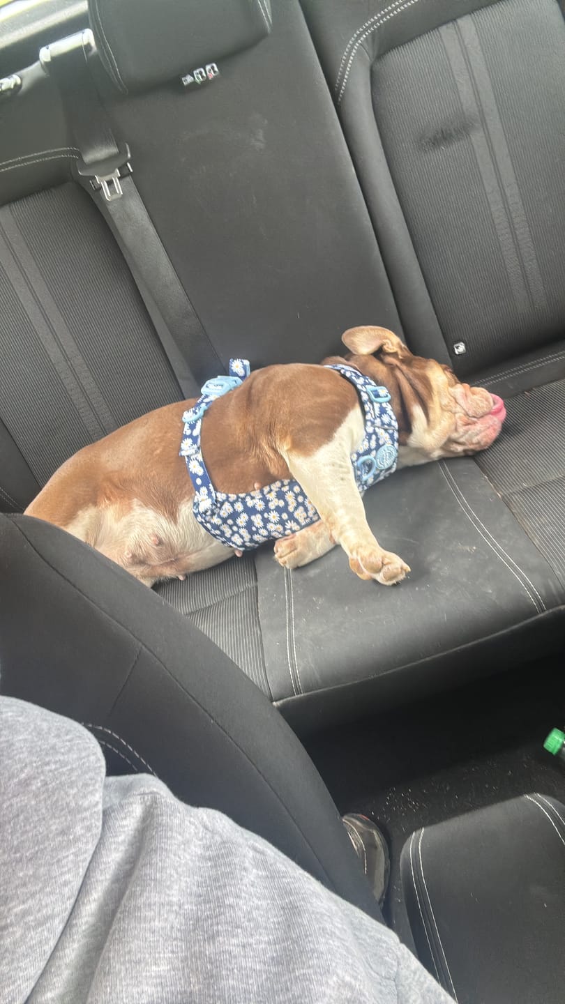 Customer photo review of Daisy Dog Harness - Colour Drops - Loves me, Loves me not
