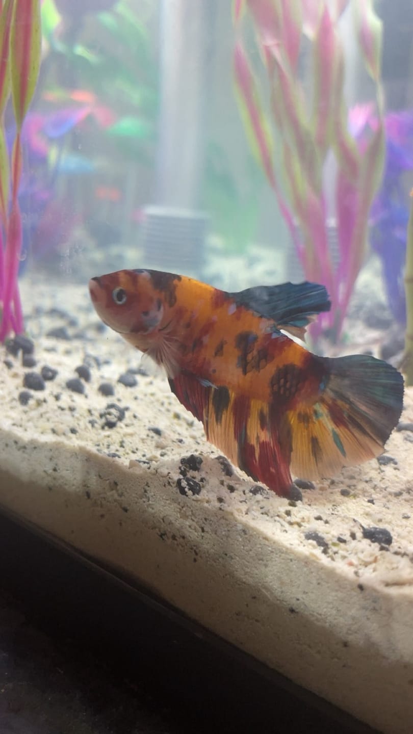 Customer photo review of Multicolor King Giant Plakat Male Betta Fish | Mystery Betta