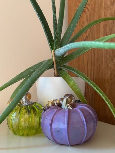 Customer photo review of Daily Pumpkin 3995 Mini