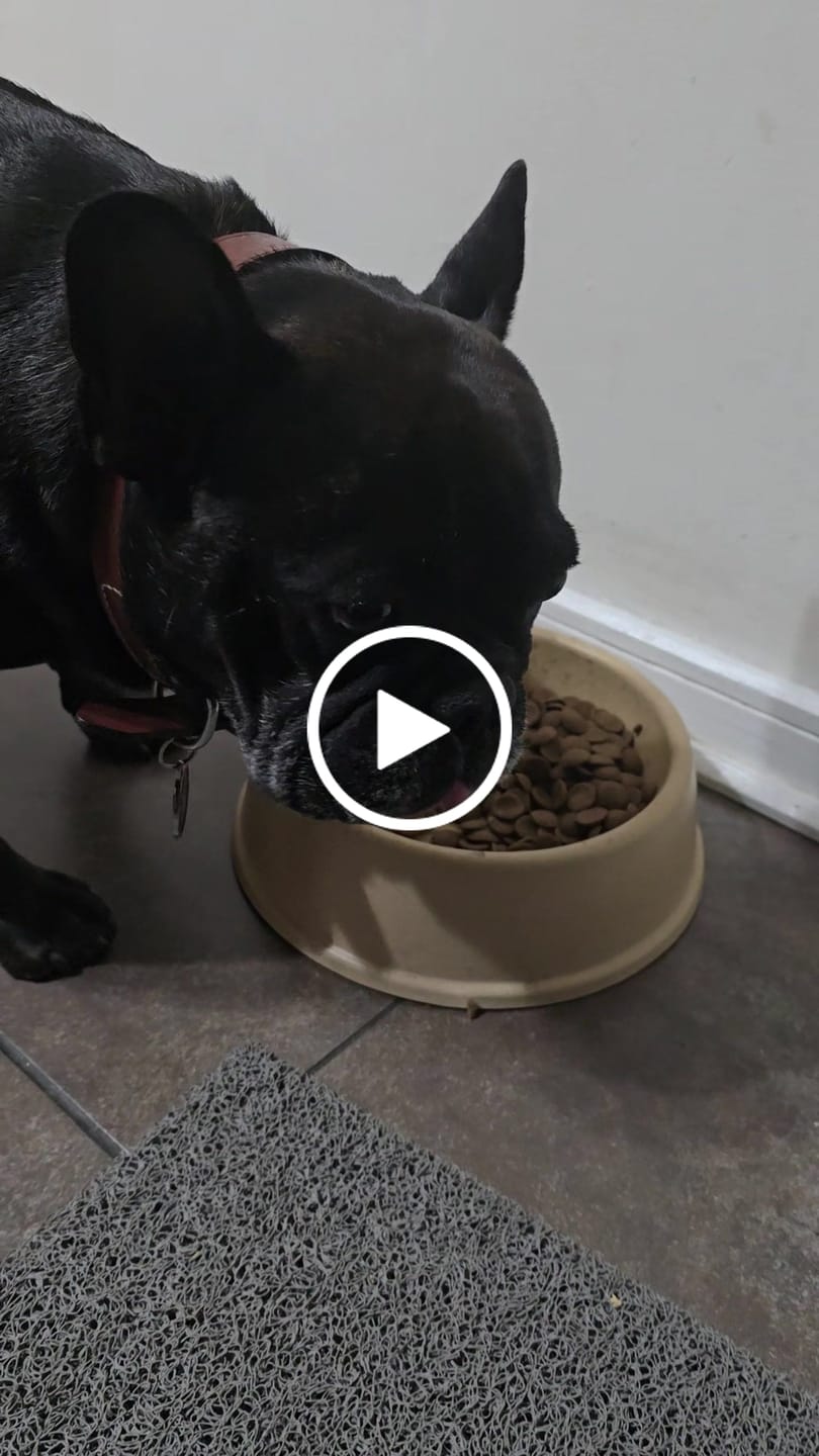 Customer video review of PetFamily Foods Grain Free