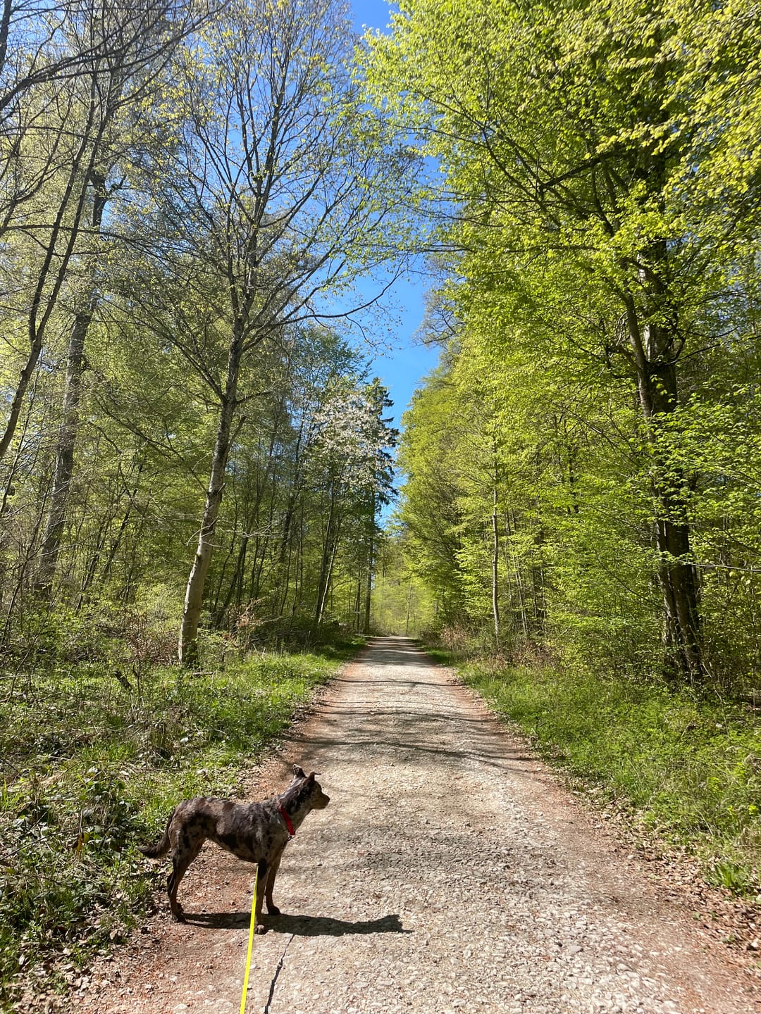 Customer photo review of Klapperfreie Hundemarke Silikonslider mit Edelstahl-Schild für Halsbänder inkl. GRATIS Gravur