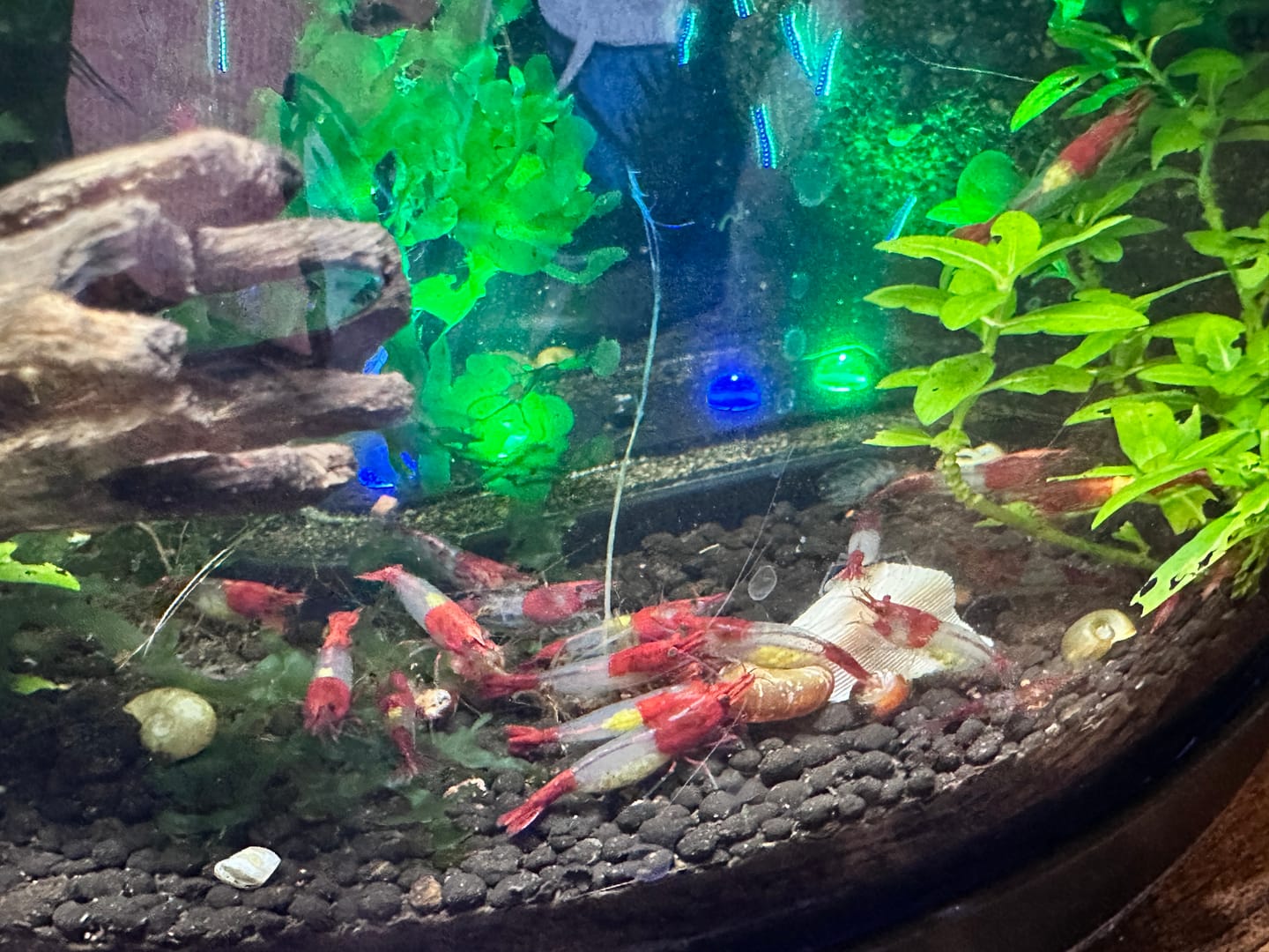 Customer photo review of Red Rili Shrimp