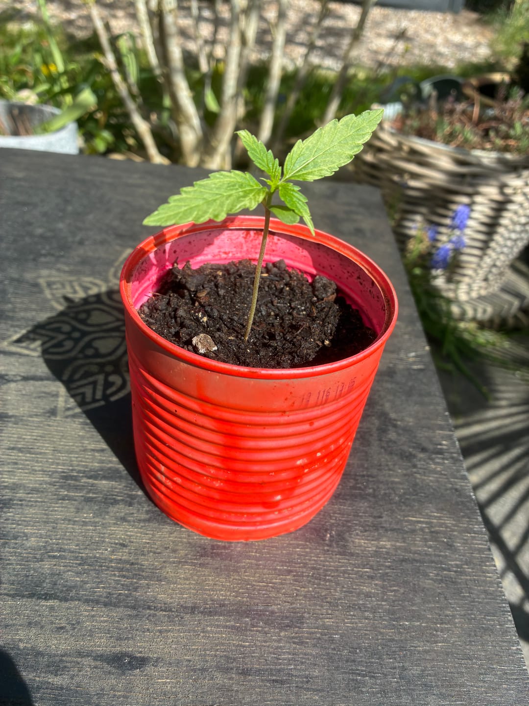 Customer photo review of Purple Haze 040 Cannabis Samen - Extra Strong - Feminisierte Autoflowering Samen