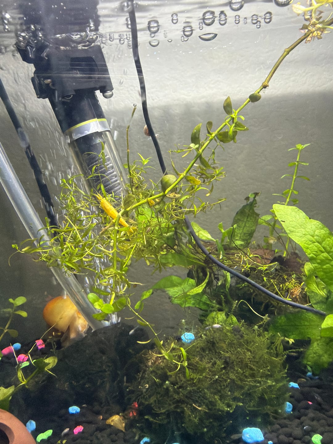 Customer photo review of Neon Yellow Shrimp "NEW"