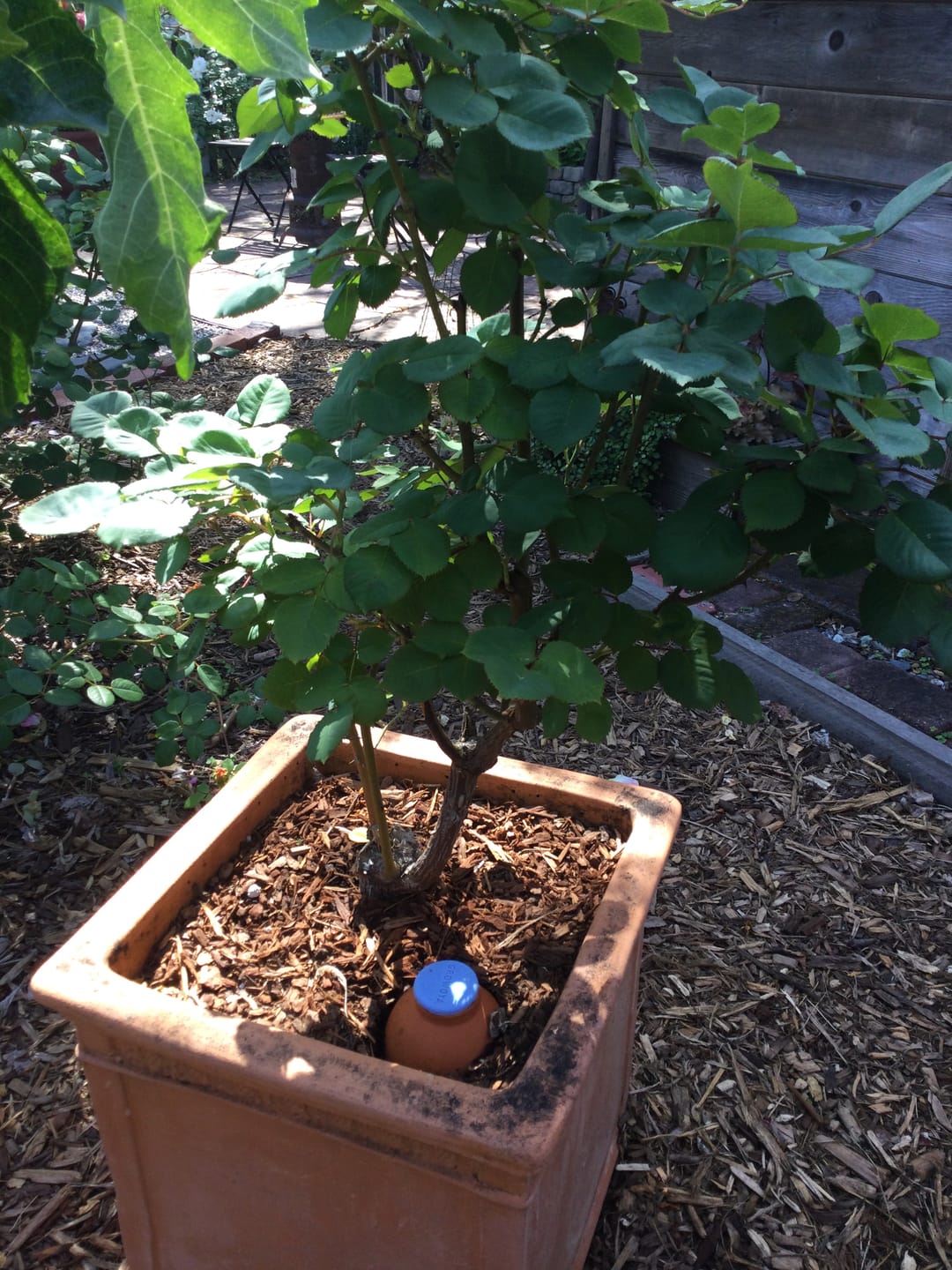 Customer photo review of Oya™ Watering Spike