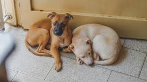 Customer photo review of CanStop: Enseña a tu perro en 3 días a no ladrar tanto sin causarle dolor
