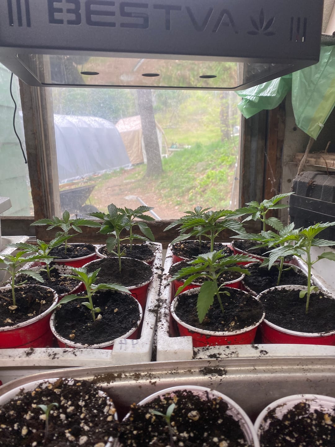 Customer photo review of Elm Power Bundle