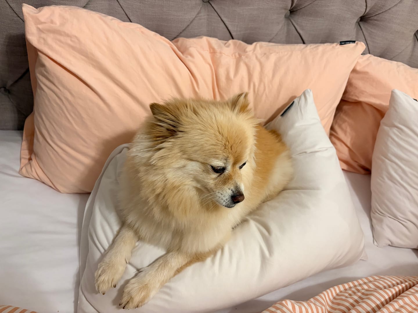 Customer photo review of Pillowcase Set