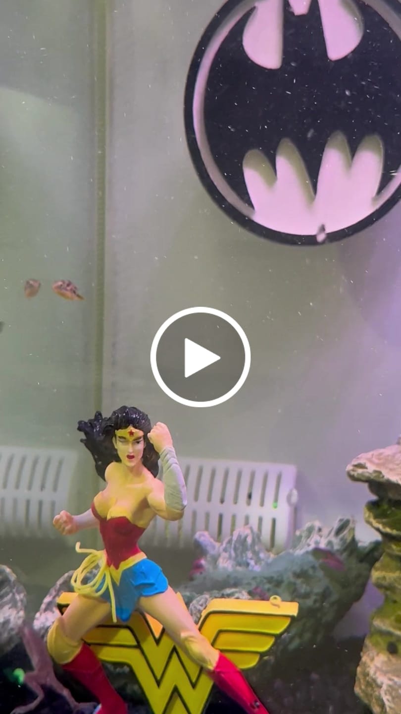 Customer video review of Dwarf Pea Puffer (Carinotetraodon travancoricus), Tank-Bred