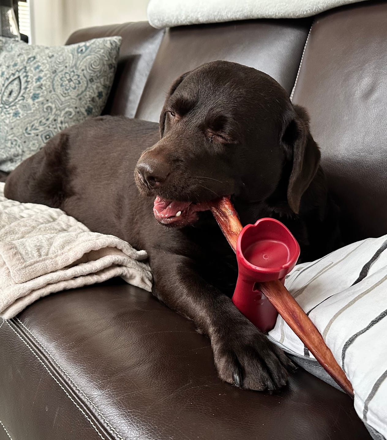 Customer photo review of Bully Stick Safety Holder