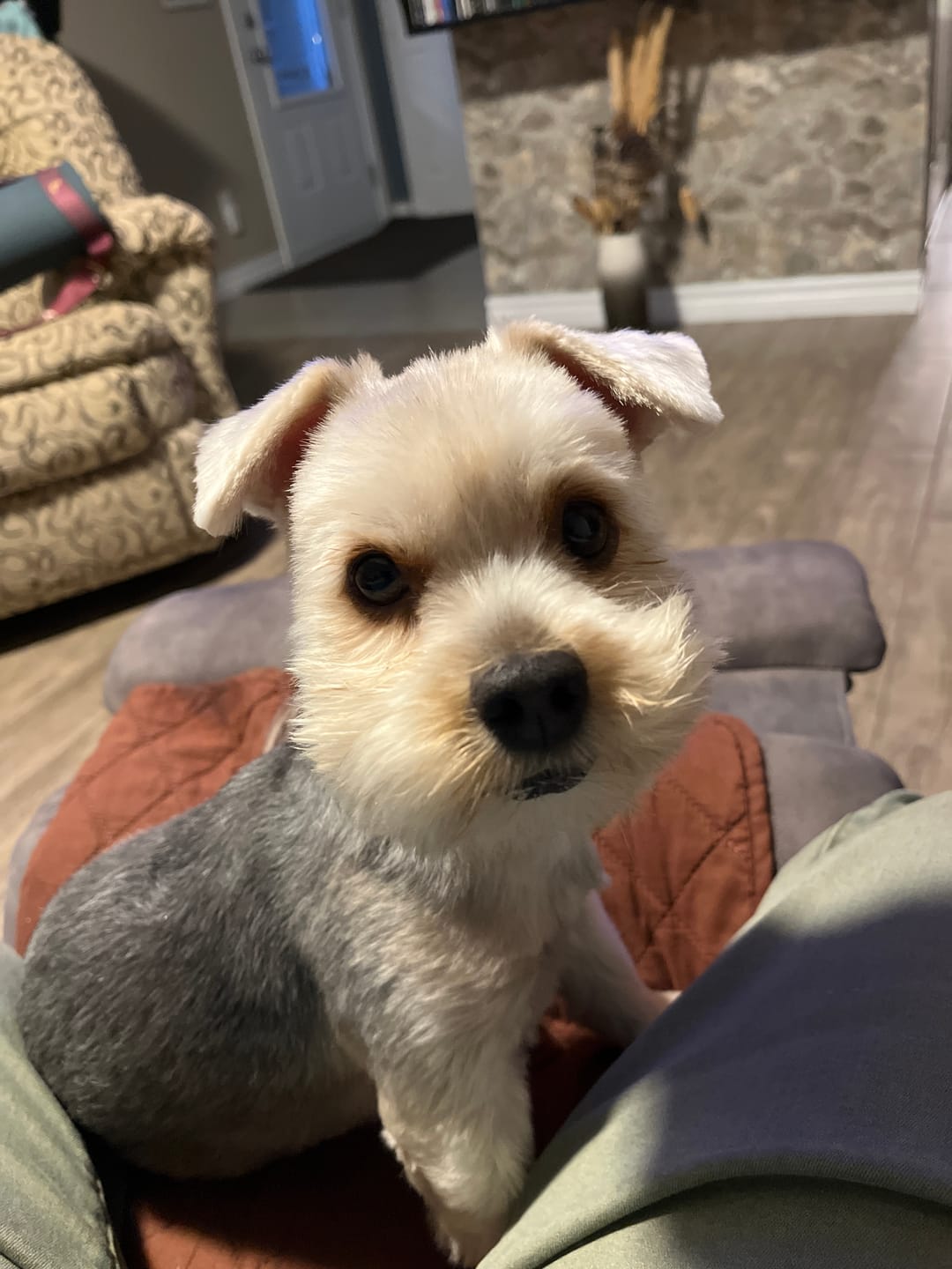 Customer photo review of TRIO PEAU pour chiens et chats : DIGI, TOXY, PEASY