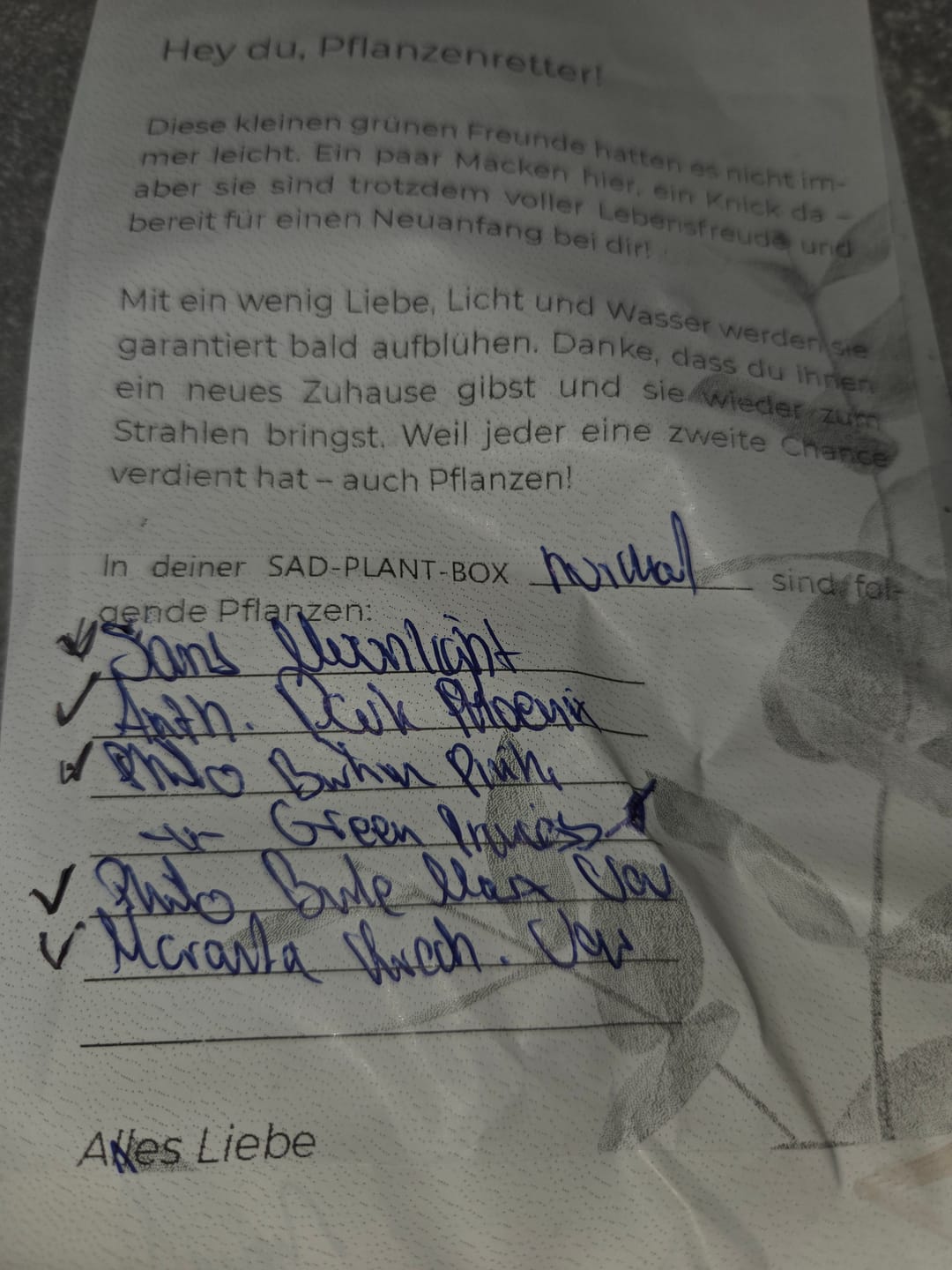 Customer photo review of SAD-PLANT-SET