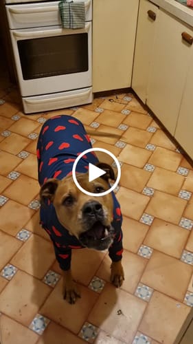 Customer video review of Dog Pajama - Hearts