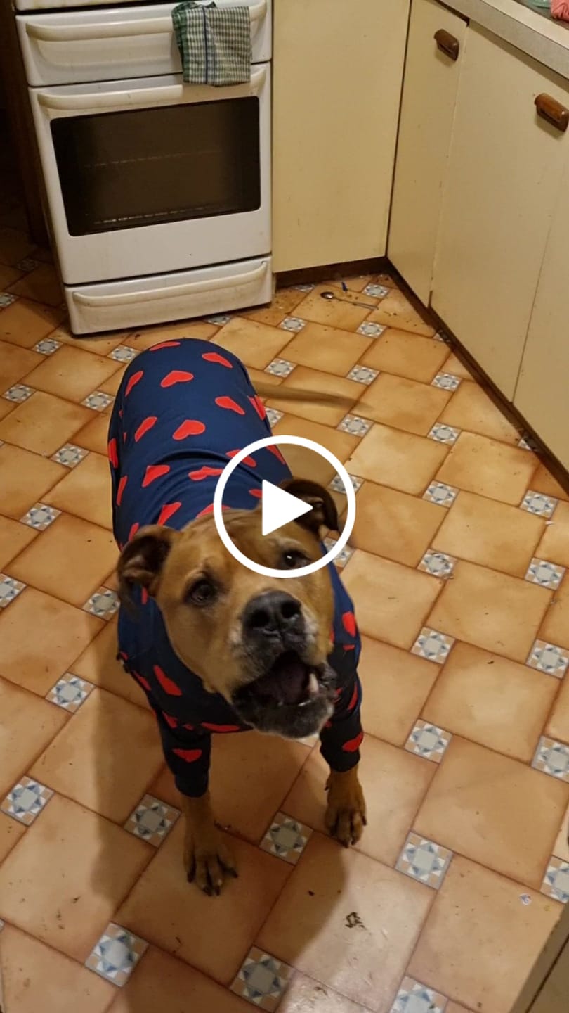 Customer video review of Dog Pajama - Hearts