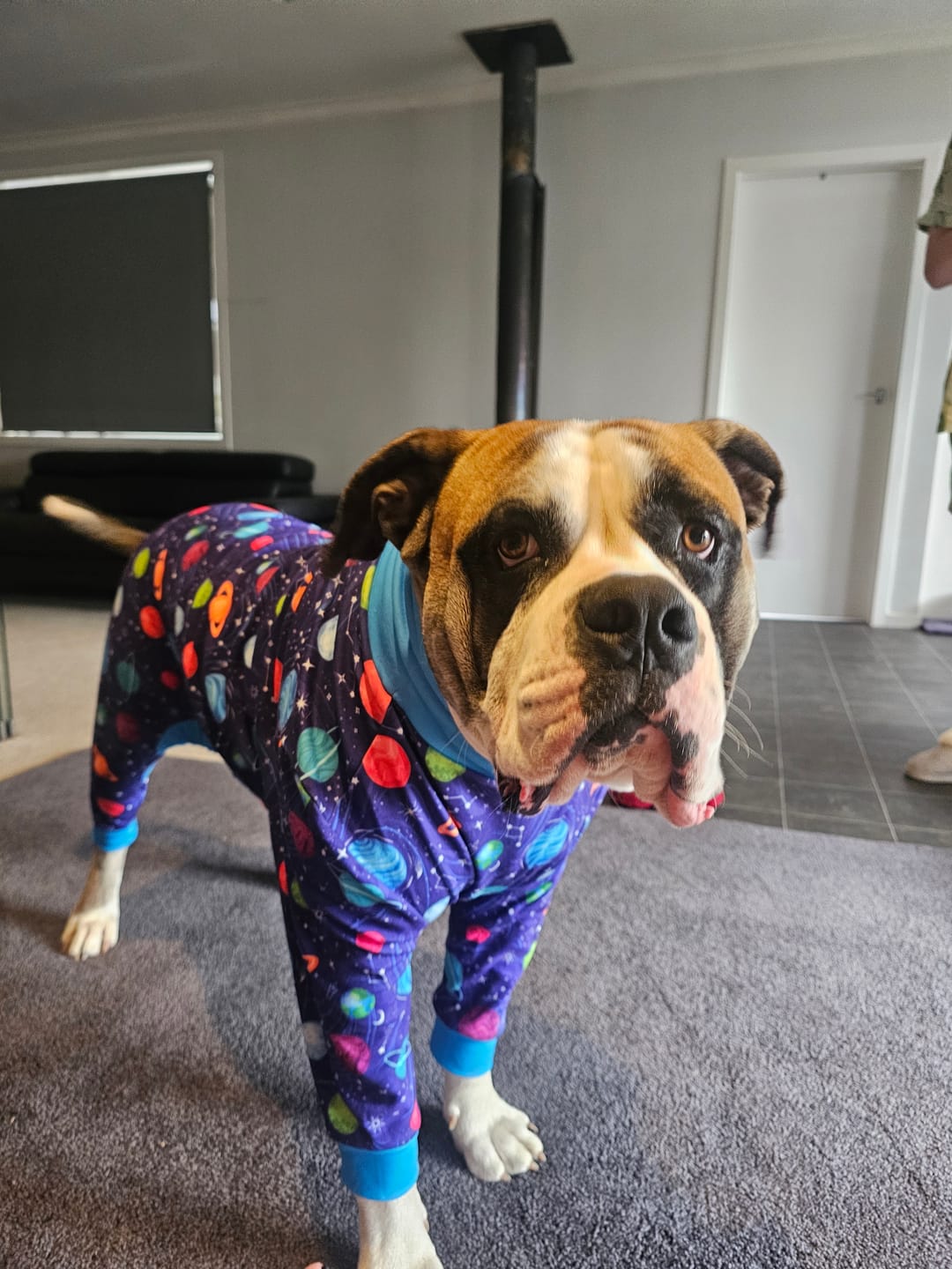 Customer photo review of Dog Pajama - Planets