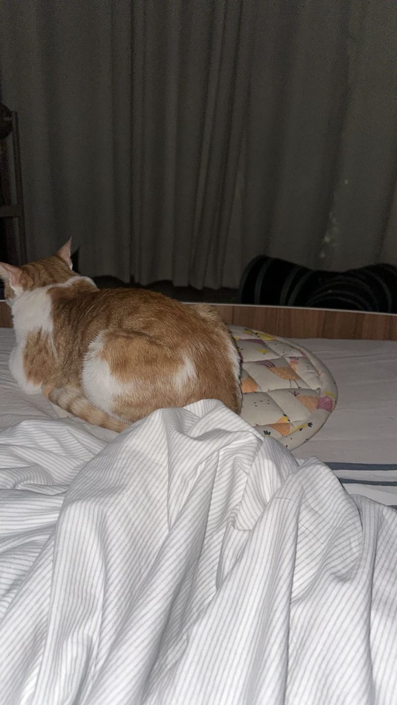 Customer photo review of Cat Mats
