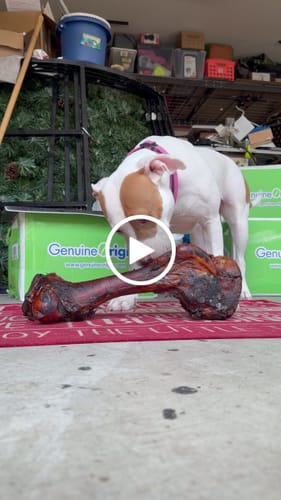 Customer video review of Smoked Dinosaur Bones