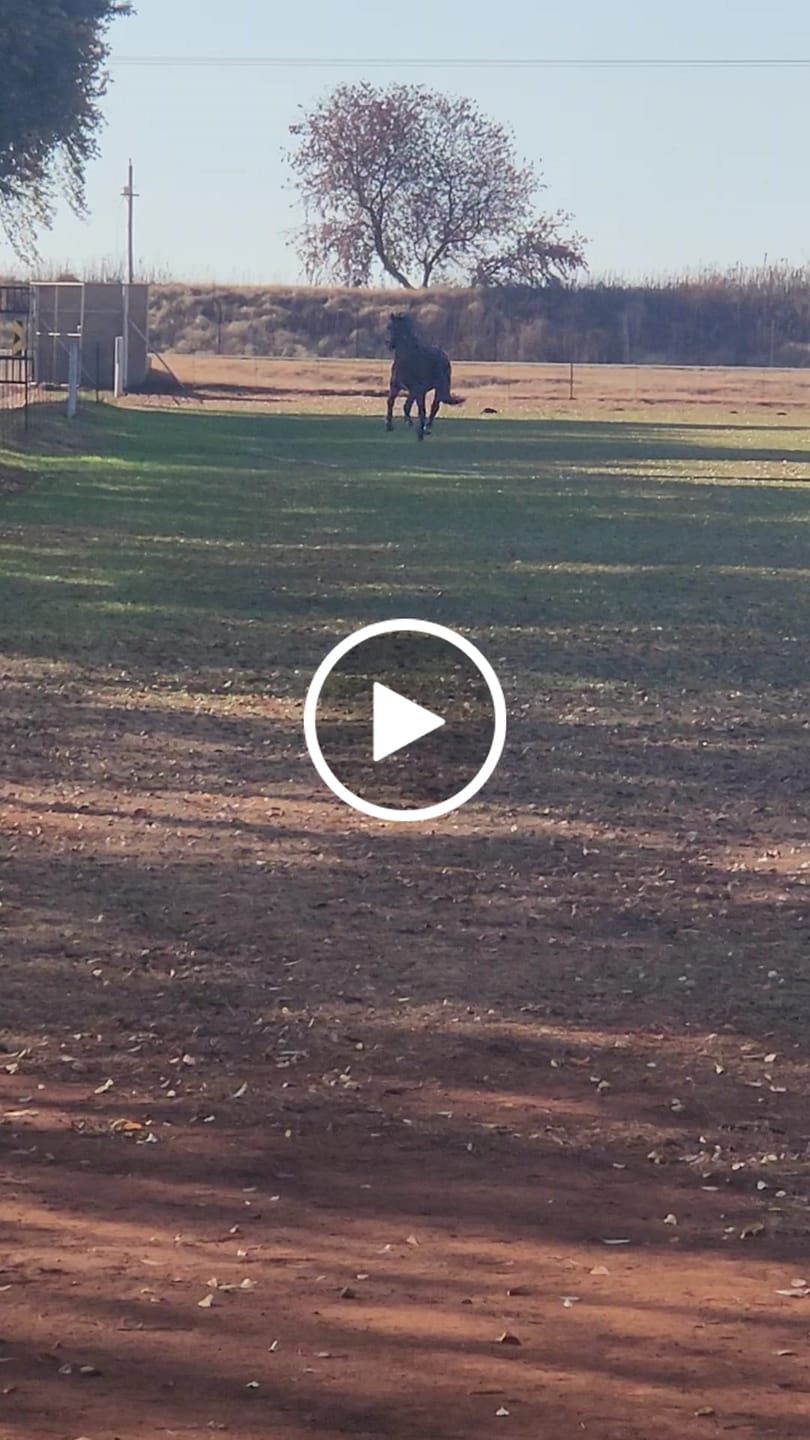 Customer video review of Equimin Trophy (Supplement For Horses & Game)