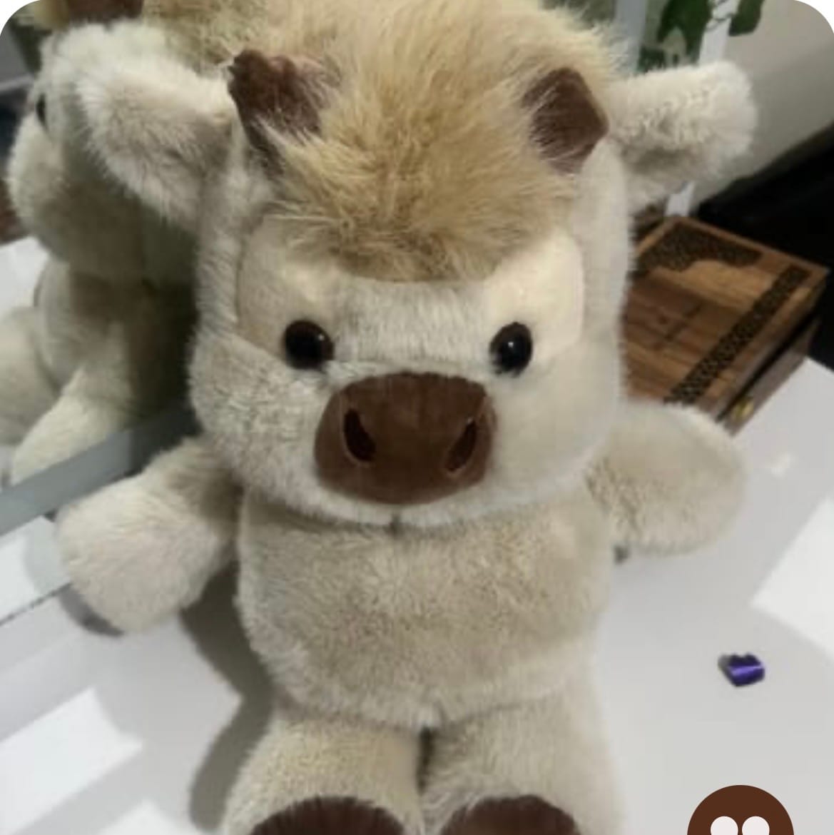 Customer photo review of Kiki & Koko los peluches que corren a tus brazos