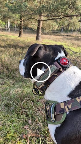 Customer video review of 5cm Lighter Combat® Collar | Green Camouflage