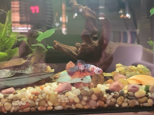 Customer's colorful Multicolor Plakat Male Betta fish swimming in a decorated aquarium with pebbles and plants.