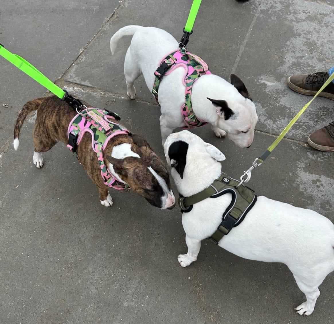 Customer photo review of Comfort Premium Harness | Non Restrictive - Pink Camouflage