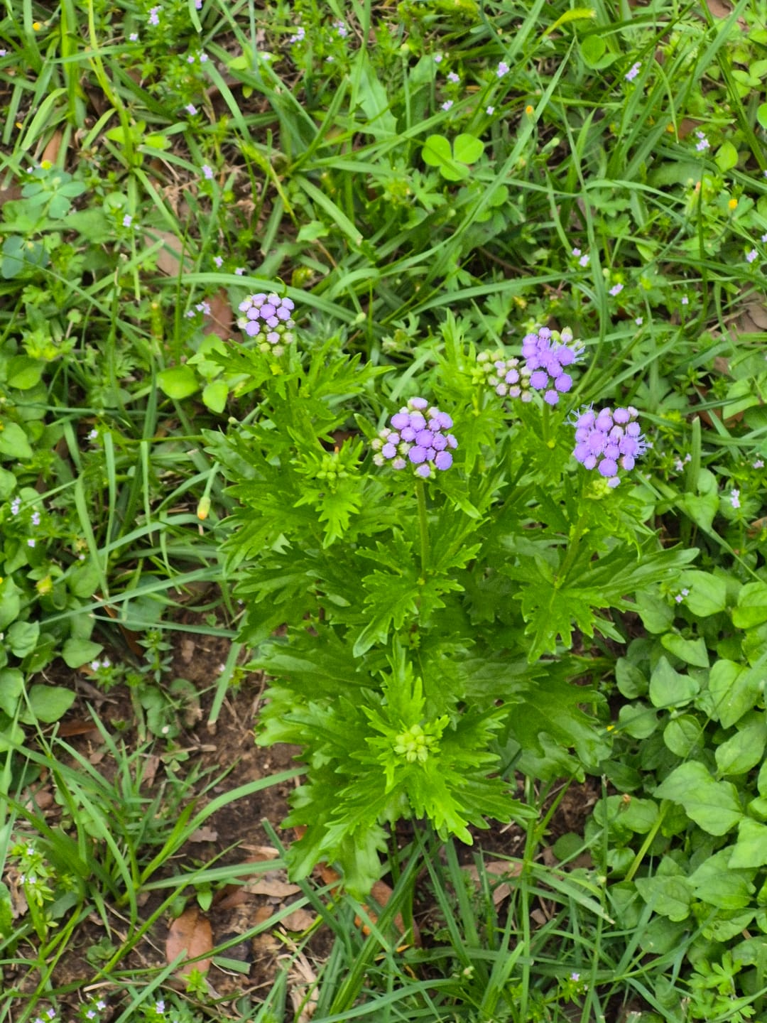 Customer photo review of Gregg's Mistflower