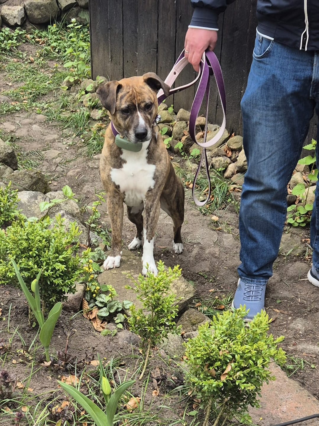 Customer photo review of Martingale Plum - Brett fodrat halsband halvstryp