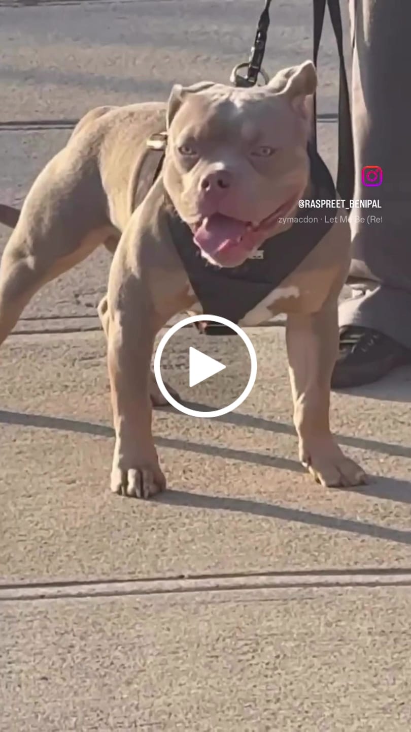 Customer video review of Tacti Luxe Dog Leash - Gold Camo