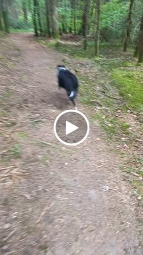 Customer video review of Collier Anti Aboiement Sans choc Electrique PuppySafe™