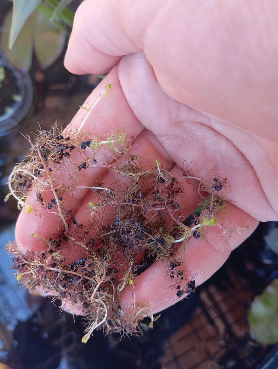 Customer photo review of UTRICULARIA VULGARIS (Erba vescica)