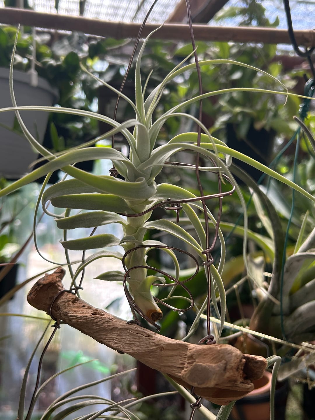 Customer photo review of Air Plant Mystery Box - Curated Tillandsia Collection | 5 Tiers Available