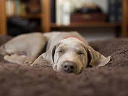 Customer photo review of CanStop: Enseña a tu perro en 3 días a no ladrar tanto sin causarle dolor