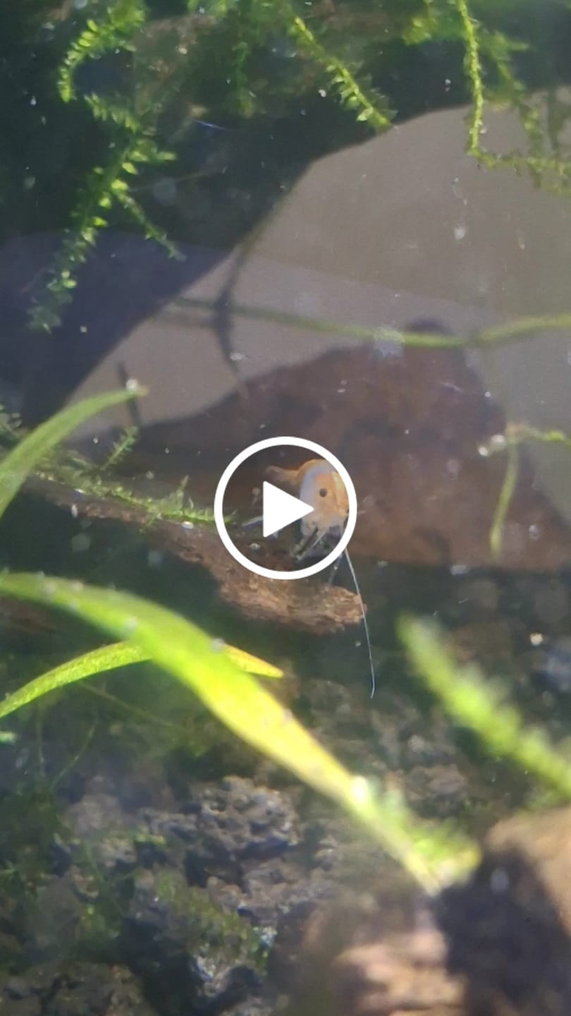 Customer video review of Orange Rili Shrimp