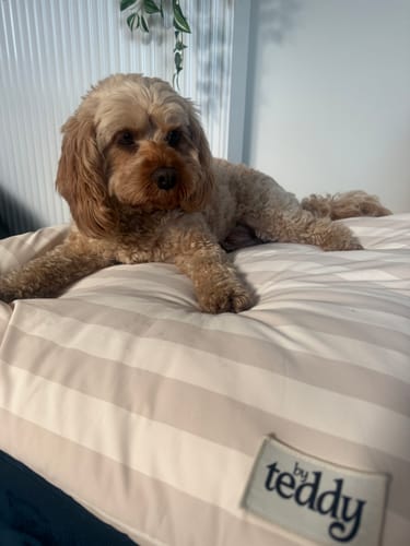 Customer photo review of Summer Breeze Cooling Mat