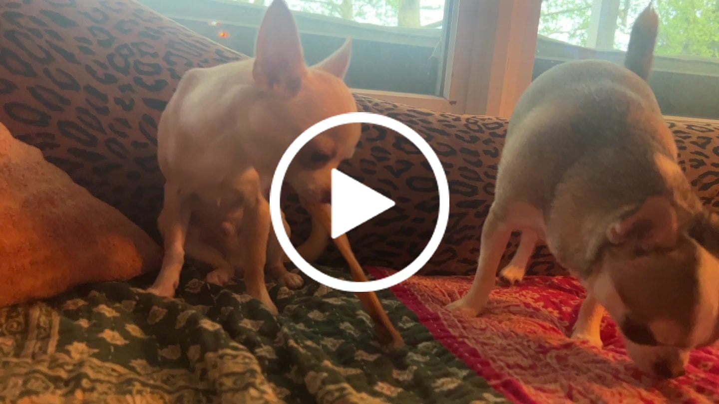 Customer video review of Chewy Ostrich Flat Tendon: Satisfying All-Natural Chew for Dental Health & Gentle Digestion