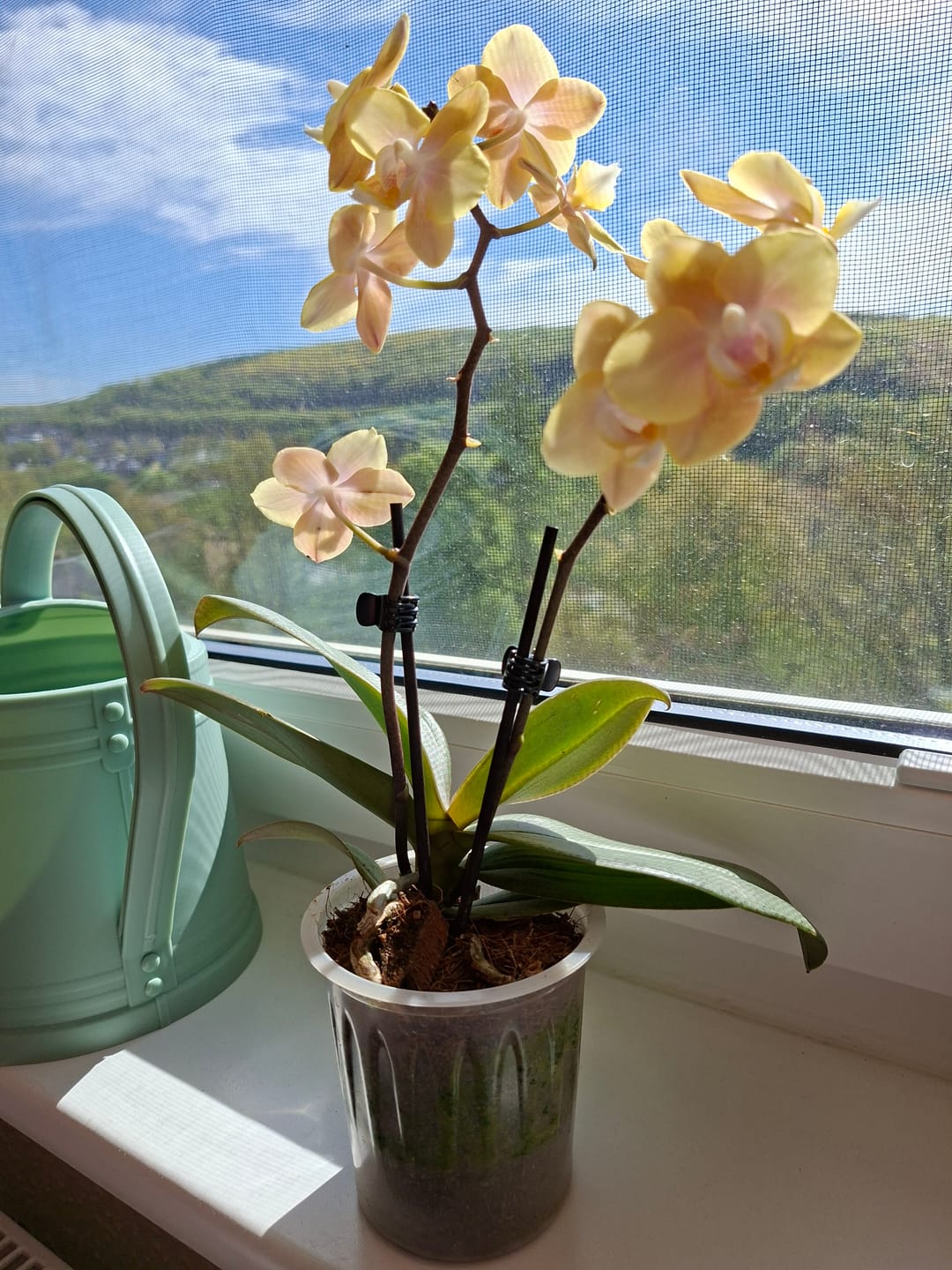 Customer photo review of Duftorchidee Table Dance Elemental mit gelben Blüten mit 2 Rispen