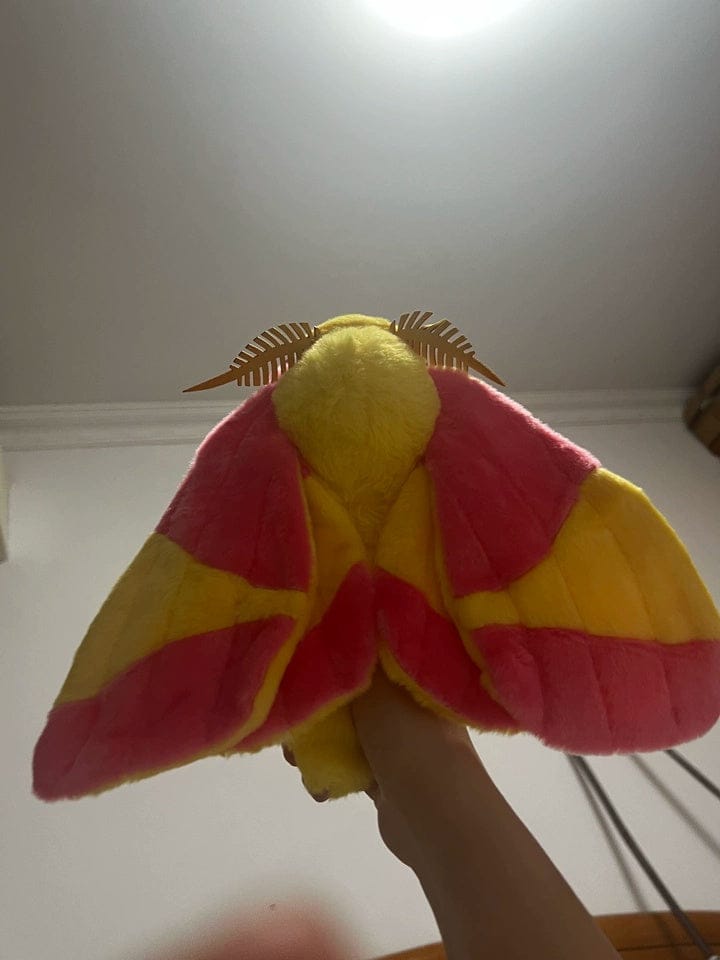 Customer photo review of Realistic Rosy Maple Moth Plush – Soft, Lifelike, and Perfect for Nature Lovers