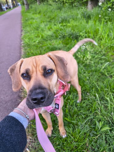 Customer photo review of 4cm LIGHTER Combat® Collar | With Handle Rated Clip - Pink x Pink