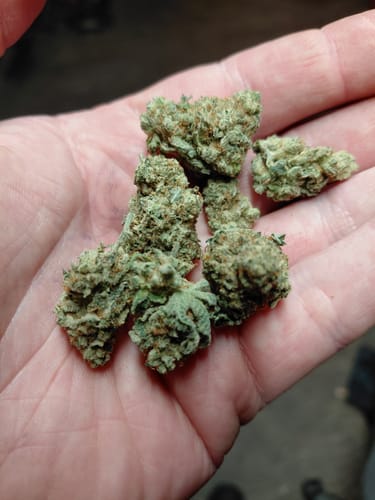Customer photo review of Cheap Indoor THCA Flower Ounce