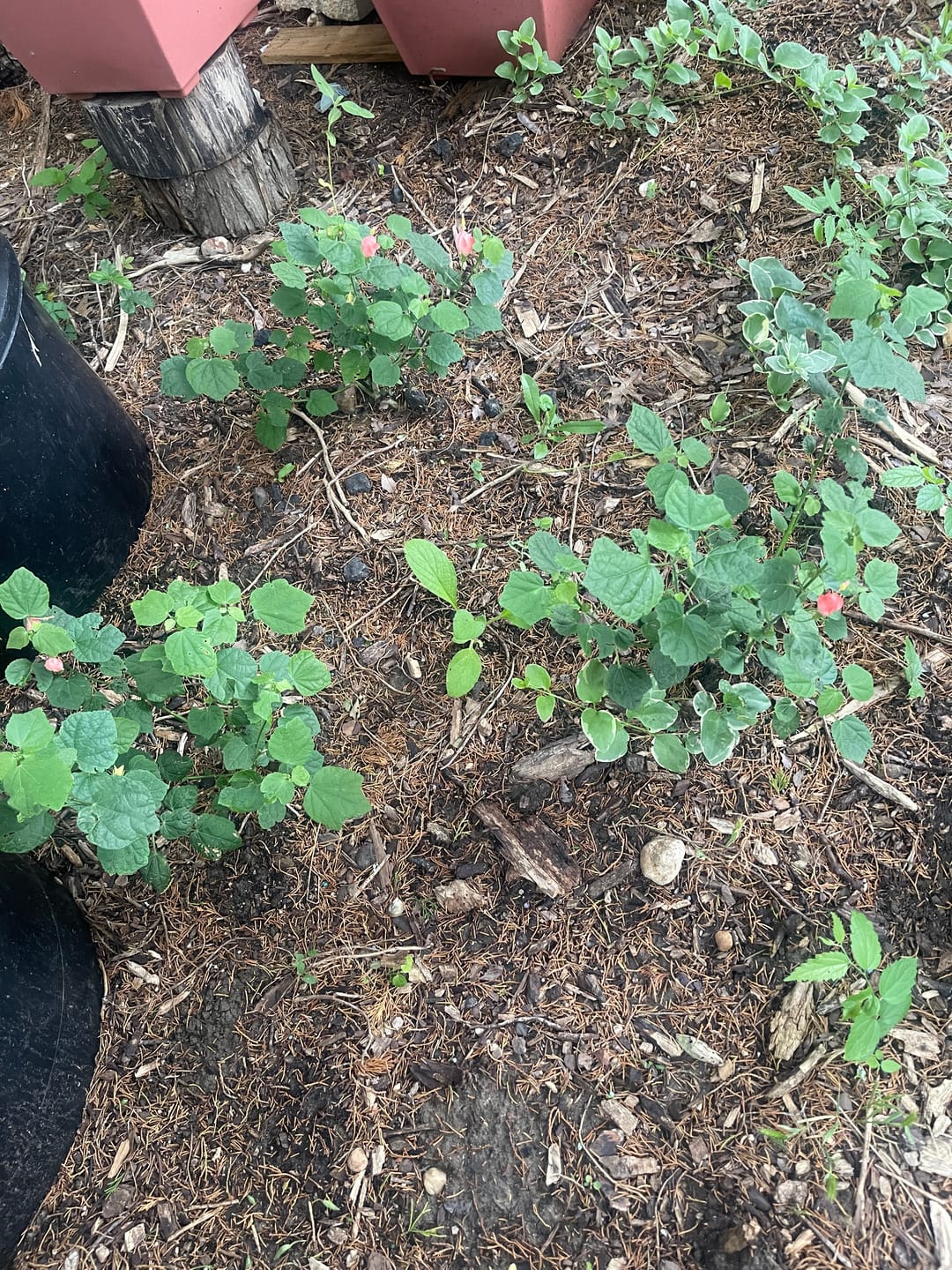 Customer photo review of Turk's Cap - Pink