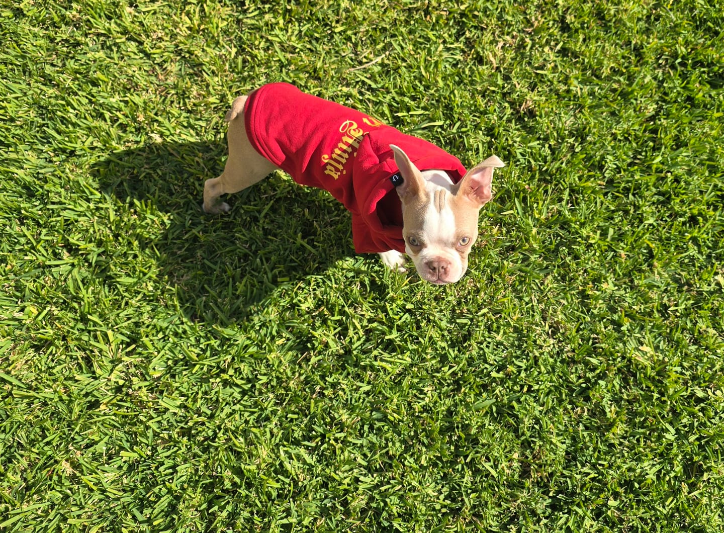 Customer photo review of Gangsta Yapper Dog Hoodie - Personalised