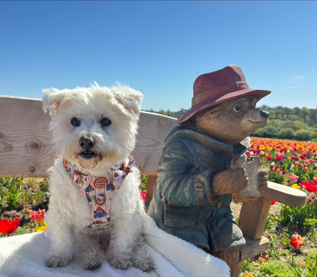 Customer photo review of Paddington™ Bow Tie - Peckish Paddington