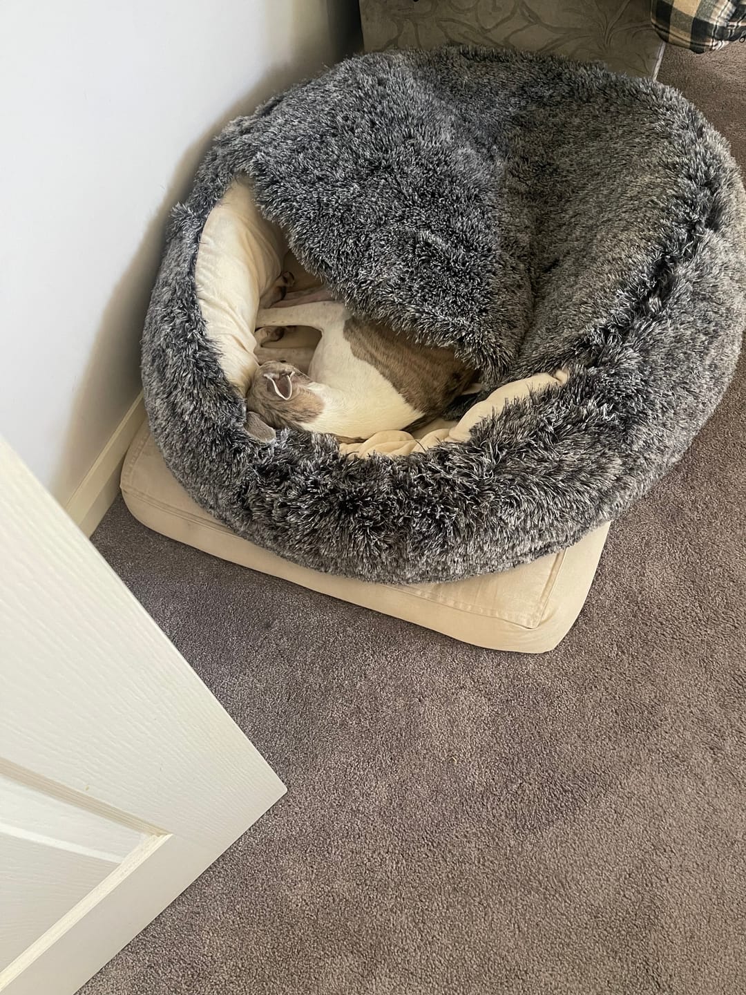 Customer photo review of Pet Cave Dog Bed - Removable Cover